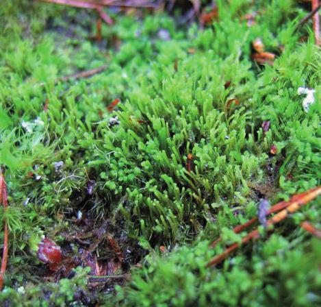 Ортокаулис утончающийся