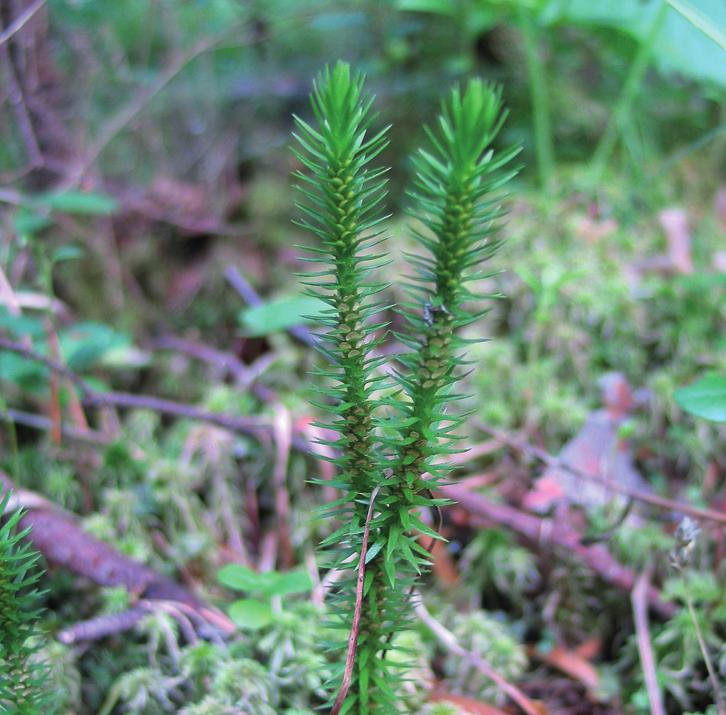 Баранец обыкновенный