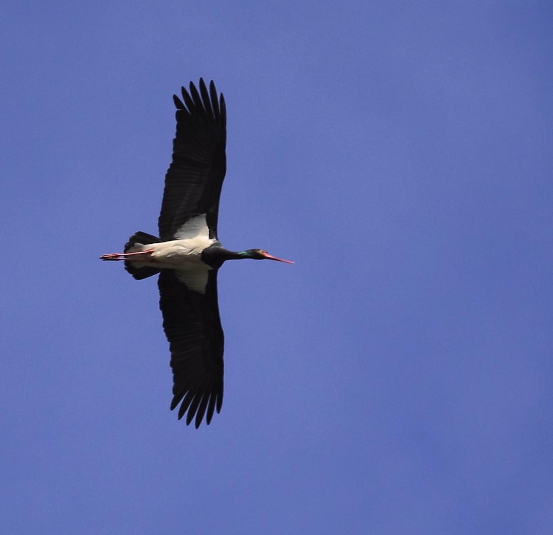 Черный аист