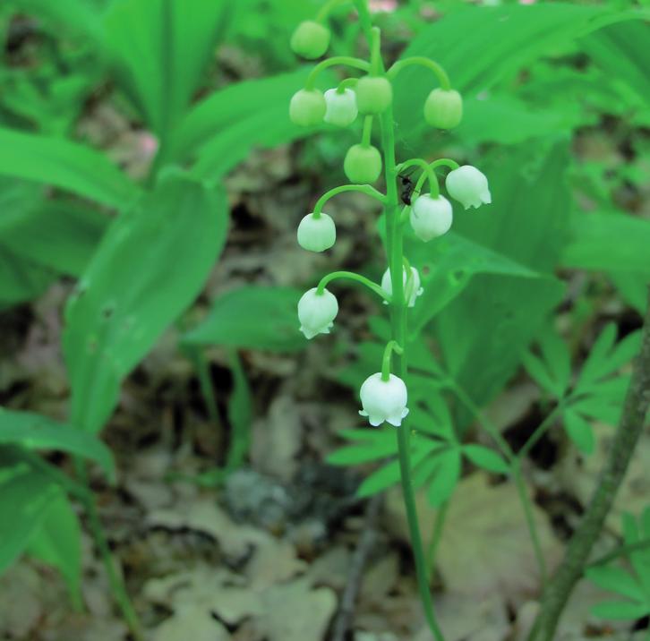 Ландыш майский