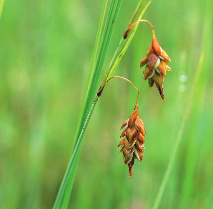 Осока топяная