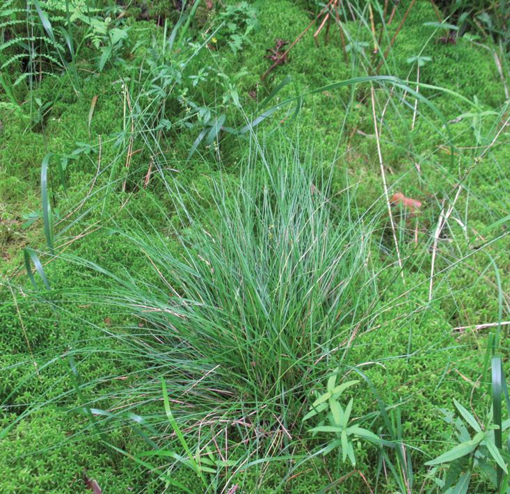 Осока ежисто-колючая