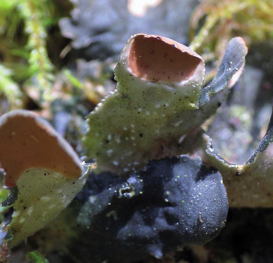 Нефрома перевернутая