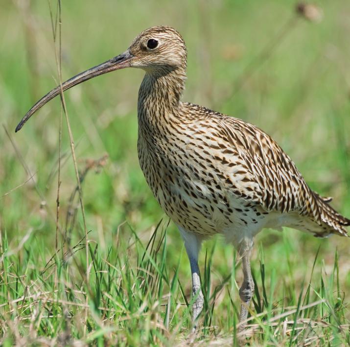 Большой кроншнеп