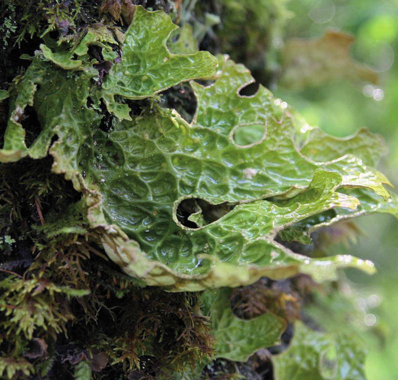 Лобария легочная