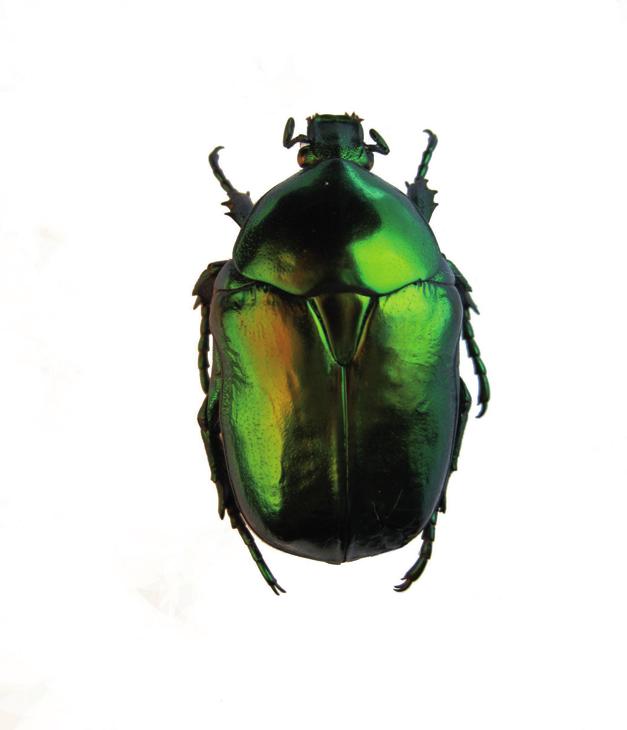 Гладкая бронзовка