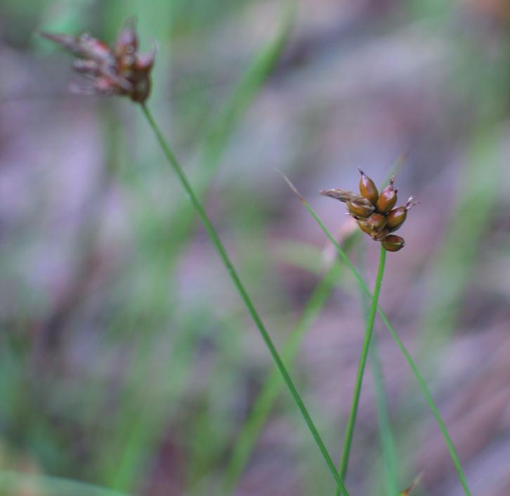 Осока притупленная