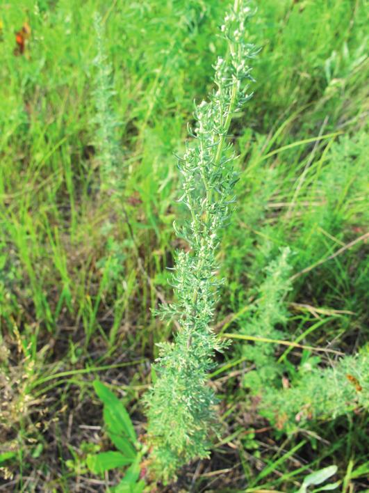 Полынь понтийская