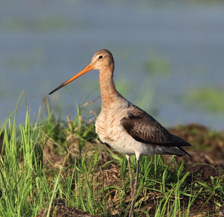 Большой веретенник