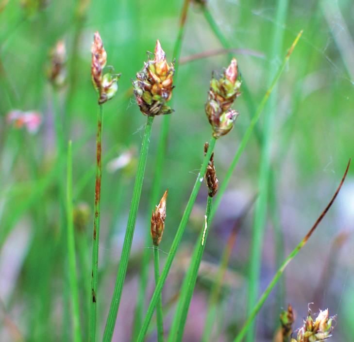 Осока плетевидная
