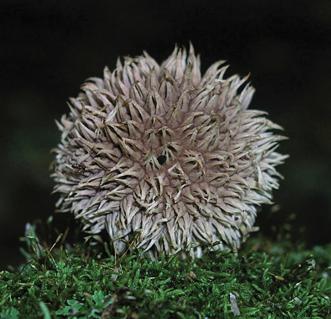 Дождевик ежистый