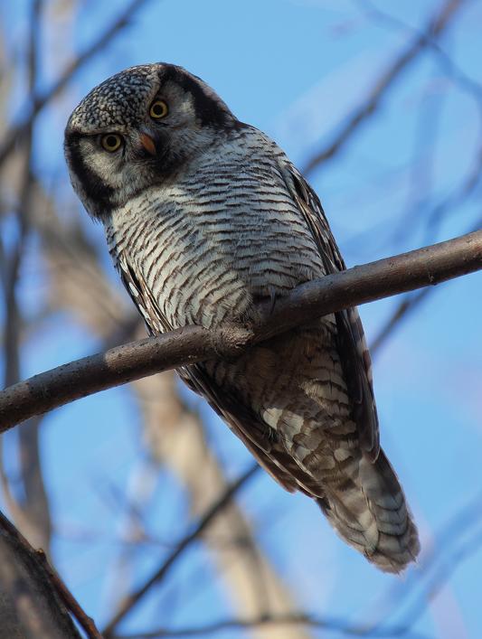 Ястребиная сова