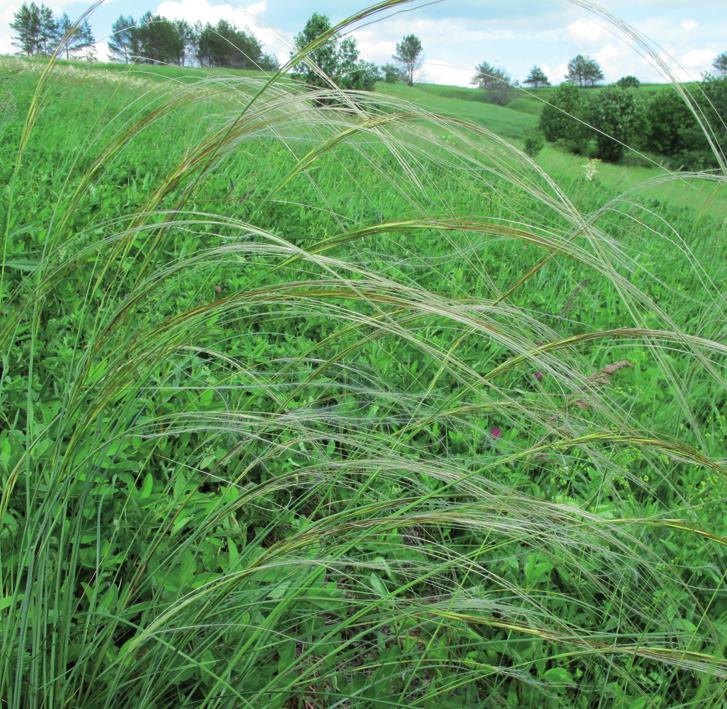 Ковыль опушеннолистный