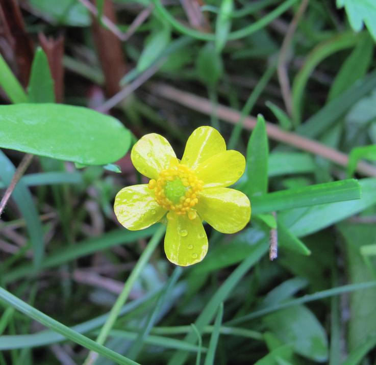 Лютик стелющийся