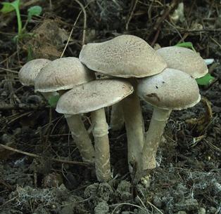 Рядовка опоясанная