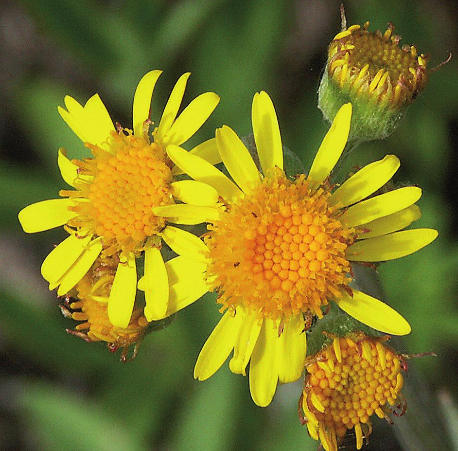 Пепельник цельнолистный