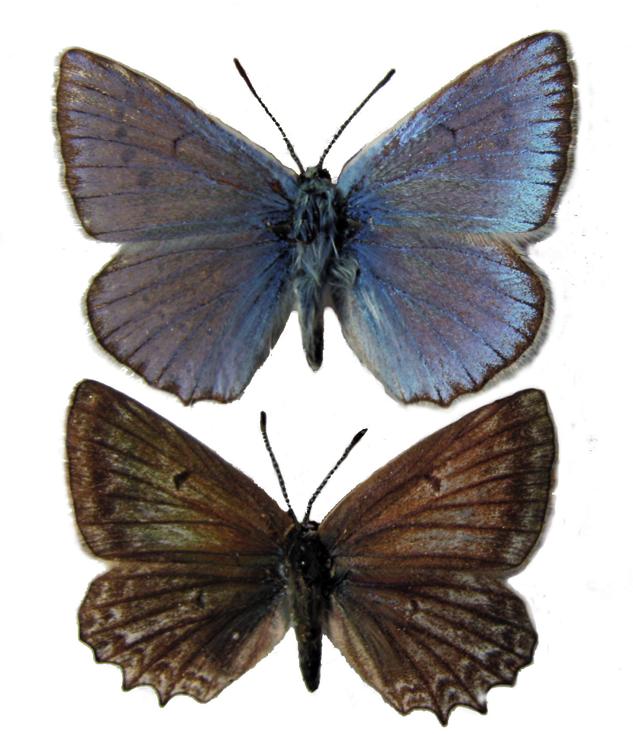 Голубянка Дафнис