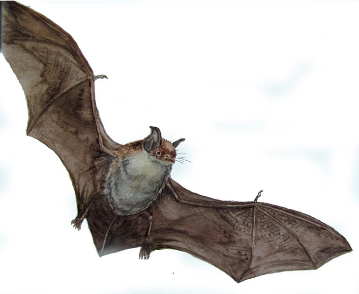 Усатая ночница