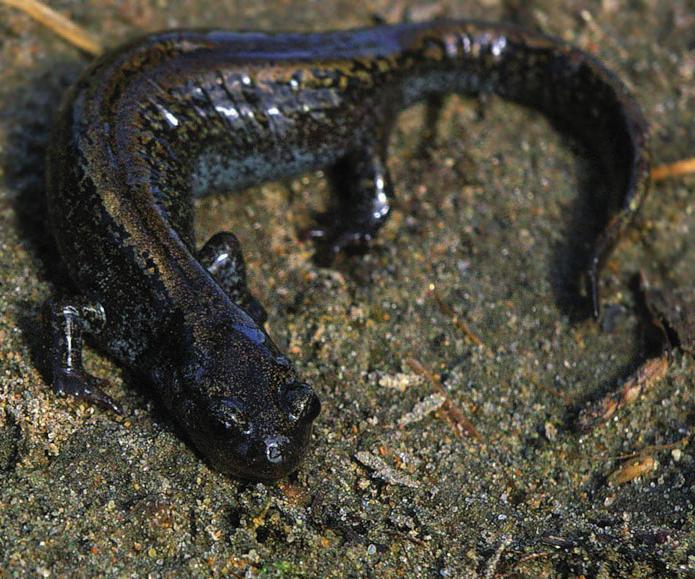 Сибирский углозуб