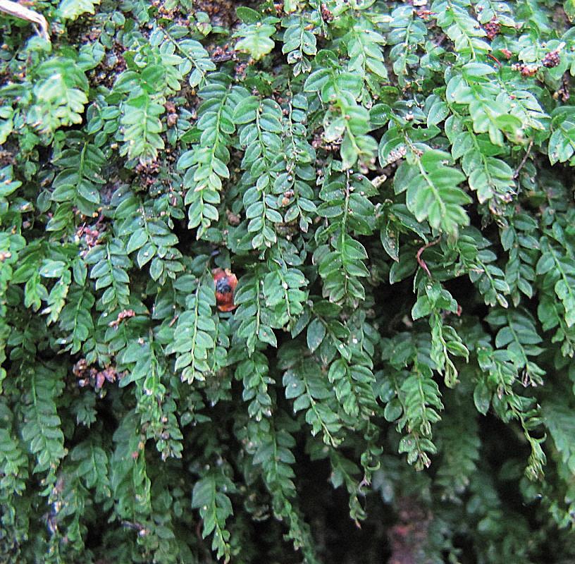 Мний плауновидный