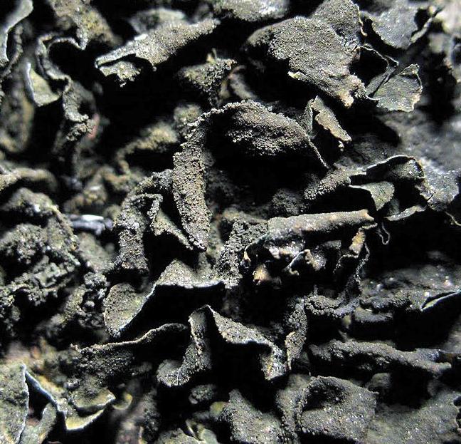 Коллема чешуйчатая