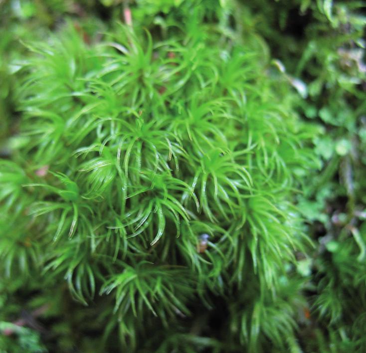 Дикранум Мюленбека