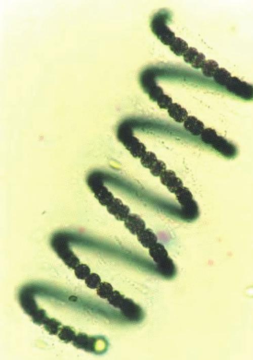 Анабена спиралевидная