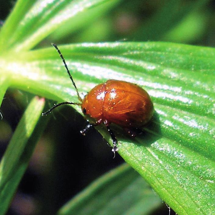 Чернолапый аргопус