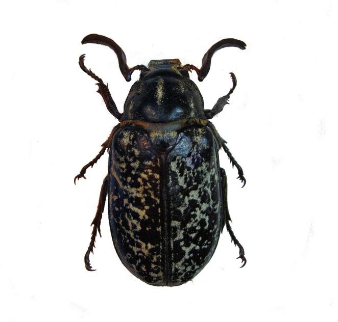 Мраморный хрущ