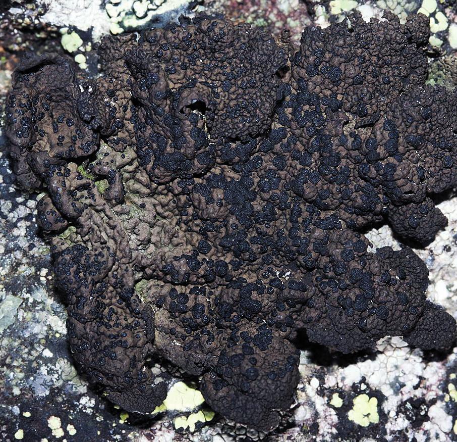 Умбиликария северная