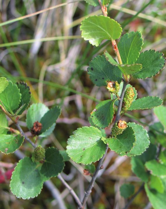 Береза карликова