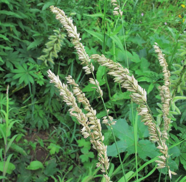 Перловник высочайший