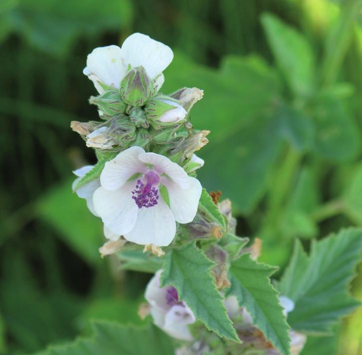 Алтей лекарственный