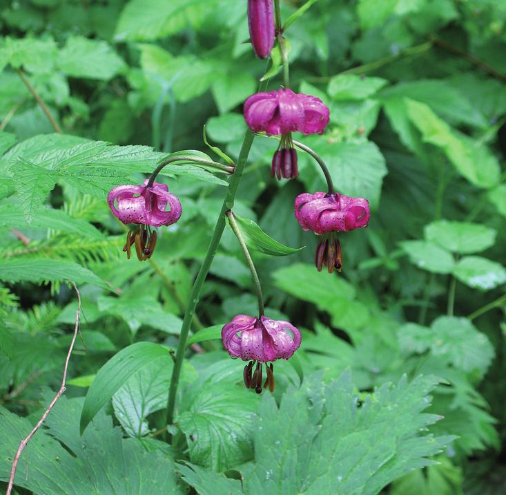 Лилия кудреватая