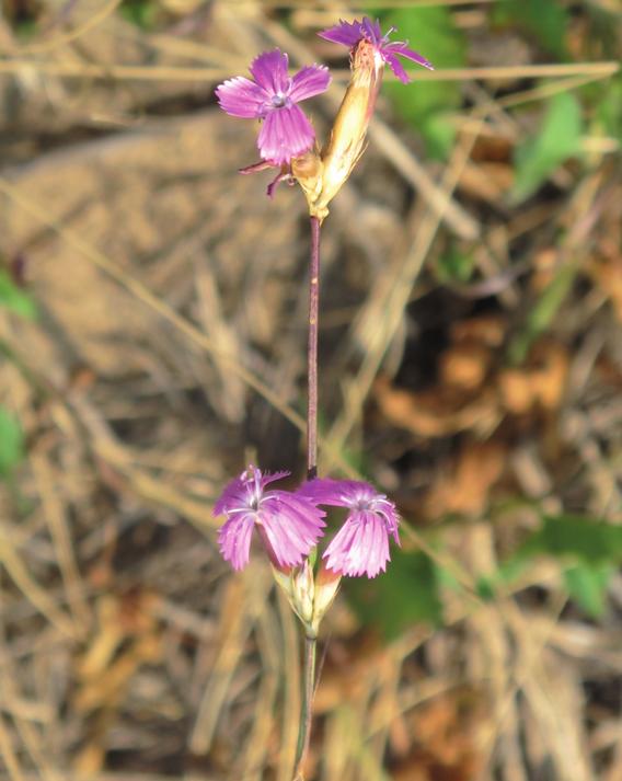 Гвоздика Борбаша