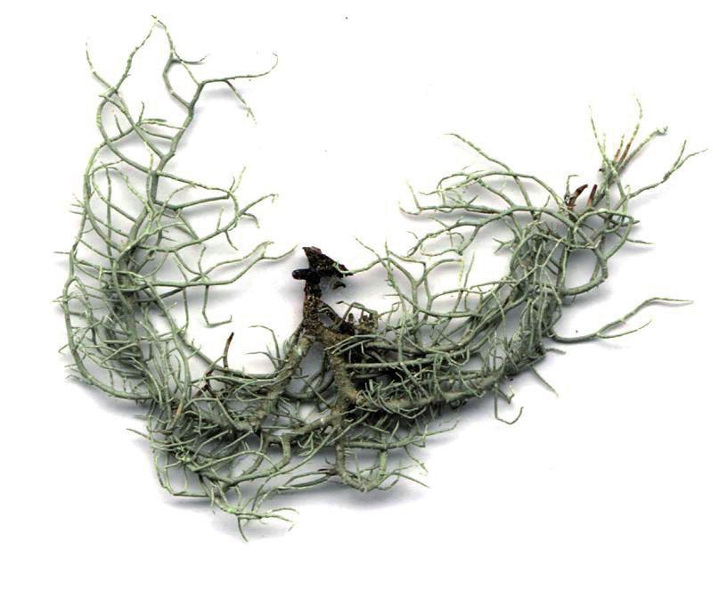 Уснея рыжеющая