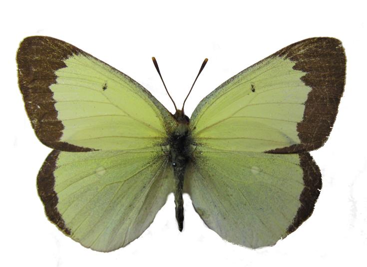 Торфяниковая желтушка