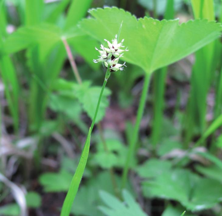 Осока средняя