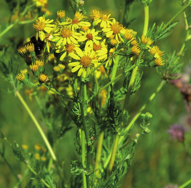 Крестовник эруколистный