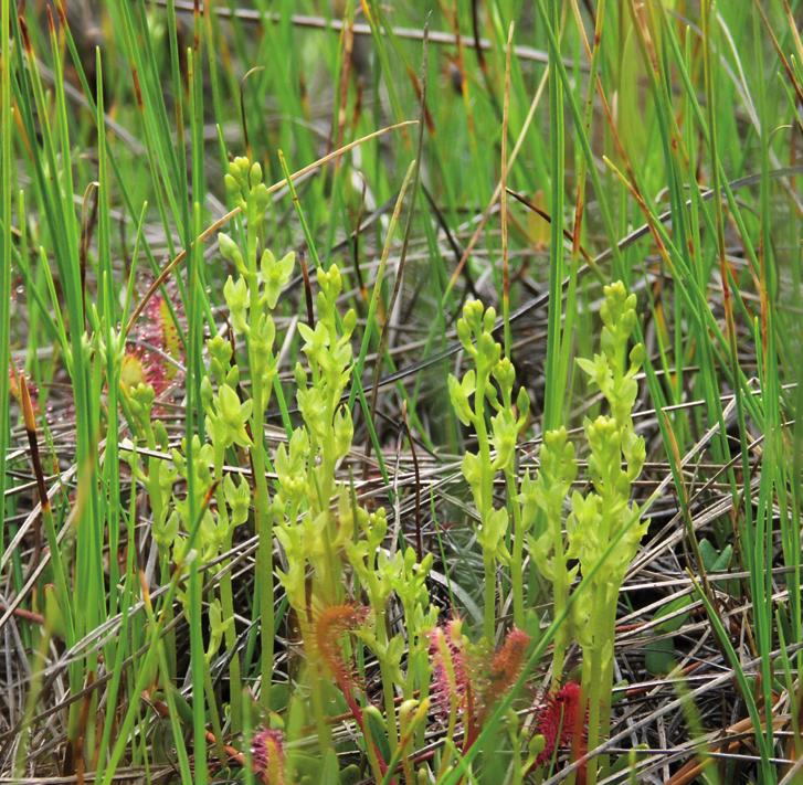 Хаммарбия болотная