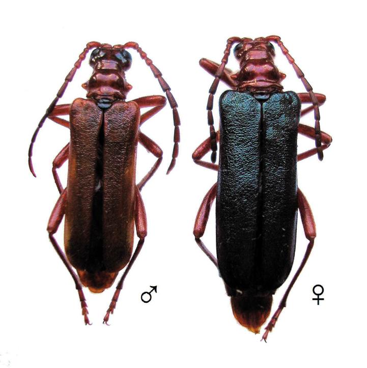 Двухцветный усач-рамнузиум