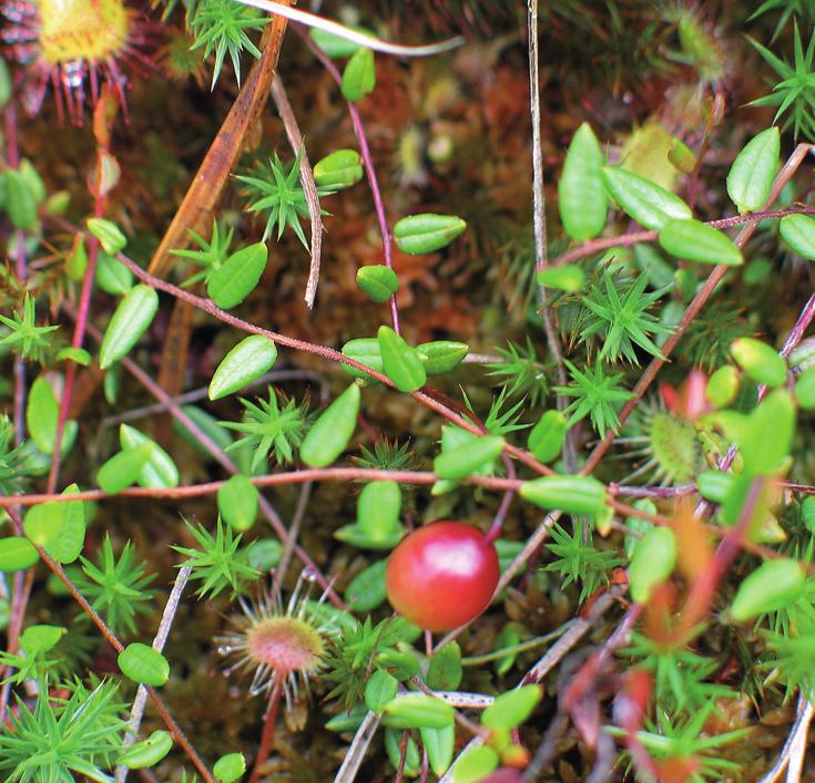 Клюква мелкоплодная