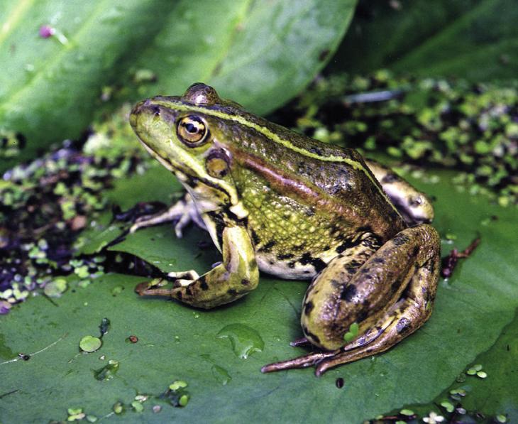 Съедобная лягушка