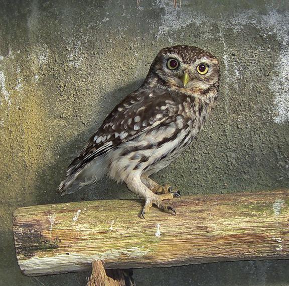 Домовый сыч