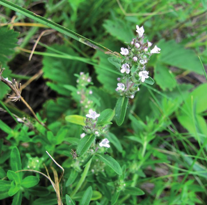 Тимьян Маршалла