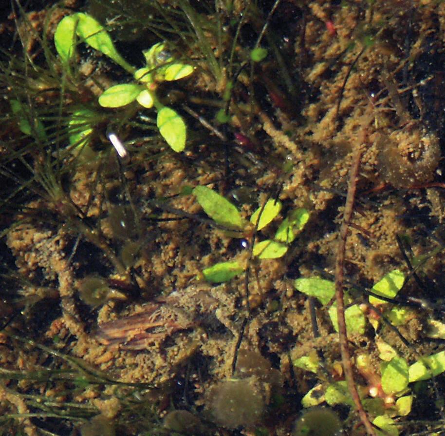 Повойничек трехтычинковый