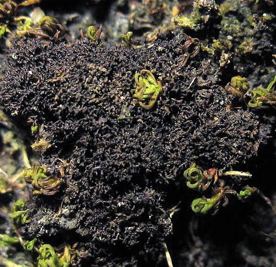 Лептогиум лишайниковидный