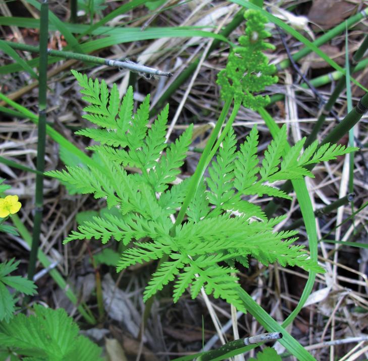 Гроздовник виргинский