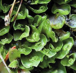 Пеллия Нееса