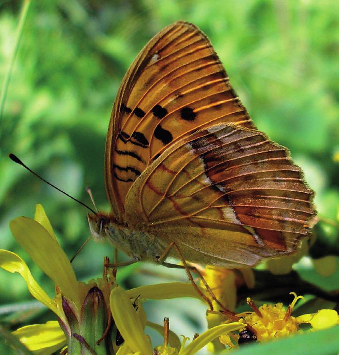 Зеленоватая перламутровка